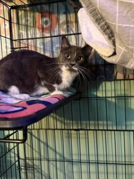 Candy -  Domestic Short Hair Cat for Adoption in Cloquet, Minnesota - Candy | PetCurious