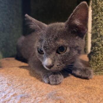 Dusty -  Russian Blue and Domestic Short Hair Cat for Adoption in Brea, California - Dusty | PetCurious