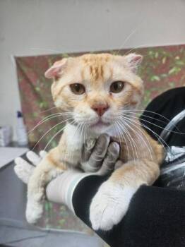 Gargoyle -  Scottish Fold and Domestic Short Hair Cat for Adoption in San Antonio, Texas - Gargoyle | PetCurious