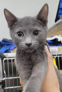 Kitten Quay -  Domestic Short Hair Cat for Adoption in Cuyahoga Falls, Ohio - Kitten Quay | PetCurious