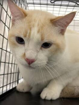CHEESE -  Domestic Short Hair Cat for Adoption in Las Vegas, Nevada - CHEESE | PetCurious