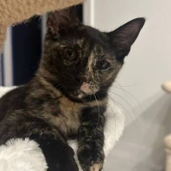 Coraline -  Domestic Medium Hair Cat for Adoption in Liverpool, Texas - Coraline | PetCurious