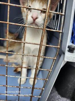 Domestic Short Hair Cats Available for Adoption - JOJO | PetCurious