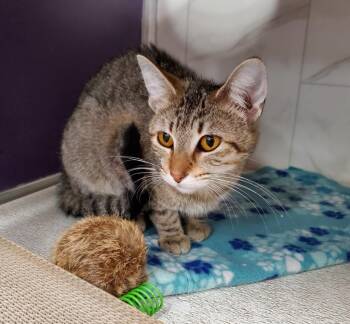 Domestic Short Hair Cats Available for Adoption in Rockford, Illinois - Luna Quinn | PetCurious