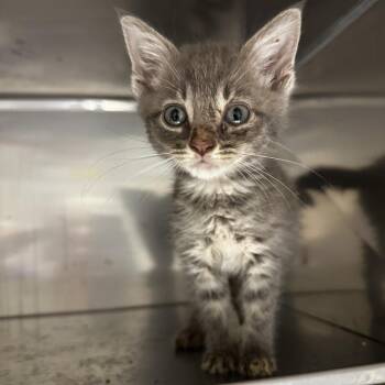 Tiger -  Domestic Short Hair Cat for Adoption in Blue Ridge, Georgia - Tiger | PetCurious