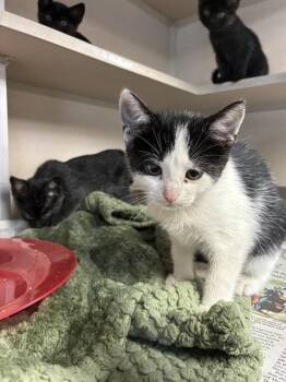 ASH -  Domestic Short Hair Cat for Adoption in Cookeville, Tennessee - ASH | PetCurious