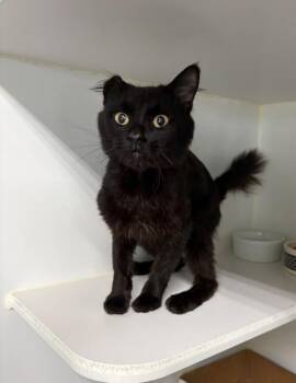 Marten -  Domestic Medium Hair Cat for Adoption in Rochester, Indiana - Marten | PetCurious