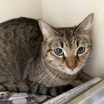 Nova -  Domestic Short Hair and Mixed Breed Cat for Adoption in Dekalb, Illinois - Nova | PetCurious