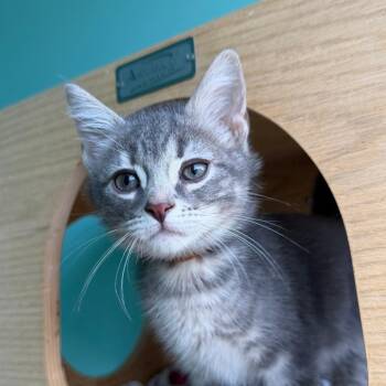 Anubis -  Domestic Short Hair Cat for Adoption in Marion, Virginia - Anubis | PetCurious