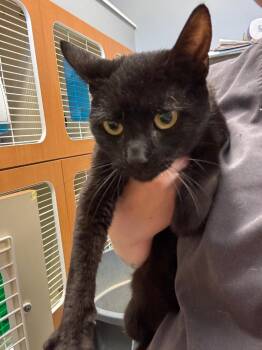Kay -  Domestic Short Hair Cat for Adoption in Bloomington, Indiana - Kay | PetCurious