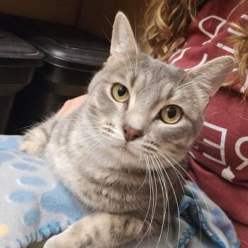 Stormy -  Tabby and Domestic Short Hair Cat for Adoption in Warr Acres, Oklahoma - Stormy | PetCurious