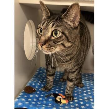 Kit-Kat -  Domestic Short Hair and Mixed Breed Cat for Adoption in Philadelphia, Pennsylvania - Kit-Kat | PetCurious