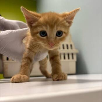 George Pig -  Domestic Short Hair Cat for Adoption in Mooresville, North Carolina - George Pig | PetCurious