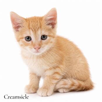 Creamsicle -  Domestic Short Hair Cat for Adoption in Stevensville, Michigan - Creamsicle | PetCurious
