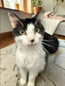 Domestic Medium Hair Cats Available for Adoption - Patches | PetCurious