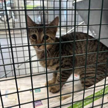 Shark -  Domestic Short Hair Cat for Adoption in Montgomery, Alabama - Shark | PetCurious