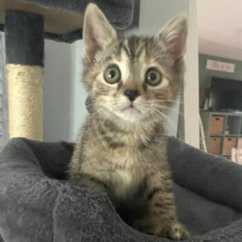 Zoey -  Domestic Short Hair Cat for Adoption in Cumming, Georgia - Zoey | PetCurious