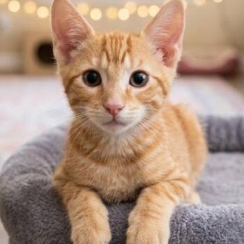 Eggward -  Domestic Short Hair Cat for Adoption in Roswell, Georgia - Eggward | PetCurious