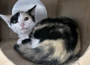 PEARL -  Domestic Medium Hair Cat for Adoption in Brentwood, Missouri - PEARL | PetCurious