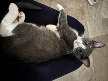 Rescue Domestic Short Hair Cats for Adoption in Eugene, Oregon - Thaddeus | PetCurious