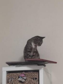 Ocho -  Domestic Short Hair Cat for Adoption - Ocho | PetCurious