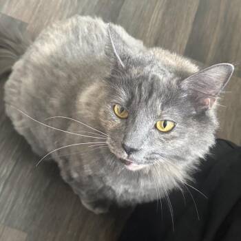 Daphne -  Domestic Long Hair Cat for Adoption in Rochester, Minnesota - Daphne | PetCurious