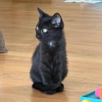Dipper -  Domestic Short Hair Cat for Adoption in Denver, Colorado - Dipper | PetCurious