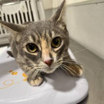 Georgia -  Domestic Short Hair Cat for Adoption in Tampa, Florida - Georgia | PetCurious