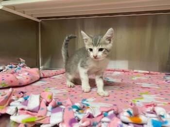 SEBASTIAN -  Domestic Short Hair Cat for Adoption in Tustin, California - SEBASTIAN | PetCurious