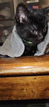 Rescue Domestic Short Hair Cats for Adoption in Fruit Heights, Utah - Guzzi | PetCurious