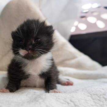 Domestic Short Hair Cats Available for Adoption in Asheville, North Carolina - Susan | PetCurious