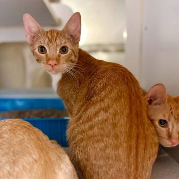 Wakko -  Domestic Short Hair Cat for Adoption in Bentonville, Arkansas - Wakko | PetCurious