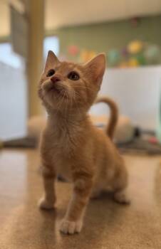 Moe -  Domestic Short Hair Cat for Adoption in Eagle, Colorado - Moe | PetCurious