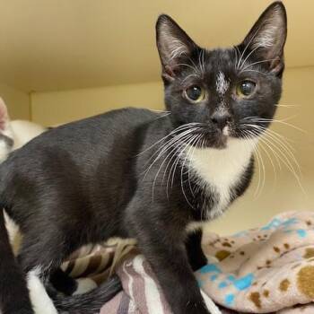 Domestic Short Hair Cats Available for Adoption in Dayton, Ohio - Clown Fish | PetCurious