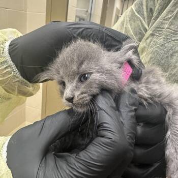 Meeting (dark pink) -  Domestic Short Hair Cat for Adoption in Winston-salem, North Carolina - Meeting (dark Pink) | PetCurious
