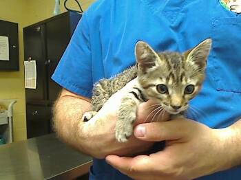 HOLLY DAYINN -  Domestic Short Hair Cat for Adoption in Cookeville, Tennessee - HOLLY DAYINN | PetCurious