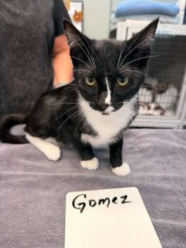 Gomez -  Domestic Short Hair Cat for Adoption in Vancouver, Washington - Gomez | PetCurious
