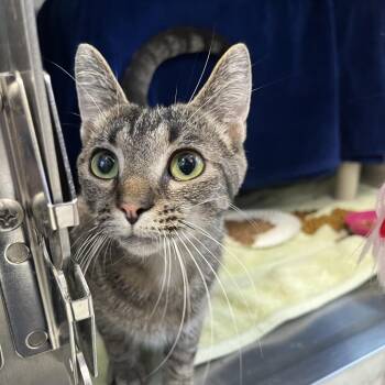 Electron -  Domestic Short Hair Cat for Adoption in Fort Wayne, Indiana - Electron | PetCurious