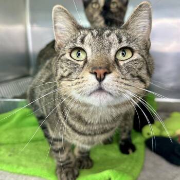 Katherine -  Domestic Short Hair Cat for Adoption in Matteson, Illinois - Katherine | PetCurious