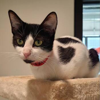MooMoo -  Domestic Short Hair Cat for Adoption in Tampa, Florida - MooMoo | PetCurious
