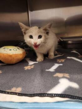 Squirt -  Domestic Short Hair Cat for Adoption in Black Eagle, Montana - Squirt | PetCurious