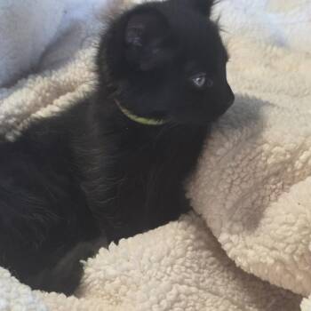 Domestic Short Hair Cats Available for Adoption in Houston, Texas - Steve-yellow | PetCurious