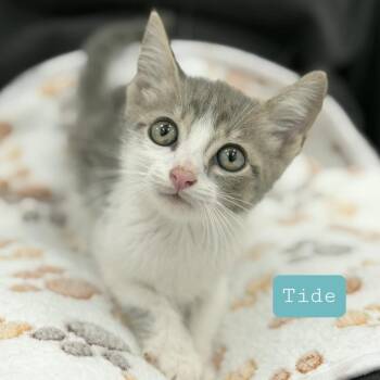 Tide -  Domestic Short Hair Cat for Adoption in Quail Heights, Florida - Tide | PetCurious