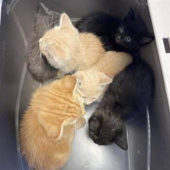 Cookie -  Domestic Short Hair Cat for Adoption in Long Beach, California - Cookie | PetCurious