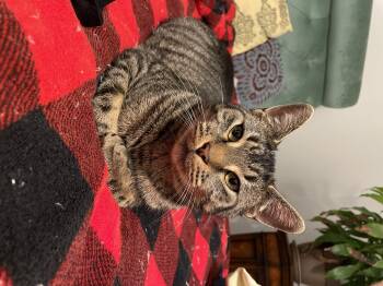 Rescue Tabby Cats for Adoption in Cleveland, Ohio - Evan | PetCurious