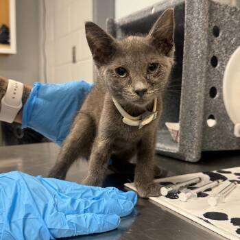 Purrito -  Domestic Medium Hair Cat for Adoption in Greenville, South Carolina - Purrito | PetCurious