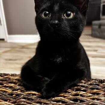 Domestic Medium Hair Cats Available for Adoption - Sweetie | PetCurious