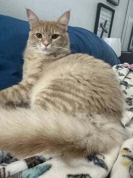 Domestic Short Hair Cats Available for Adoption in Franklin, Massachusetts - Mateo | PetCurious