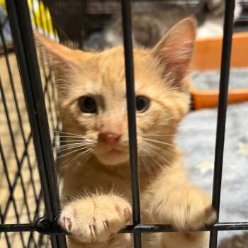 Ali -  American Bobtail Cat for Adoption in Mount Vernon, Arkansas - Ali | PetCurious