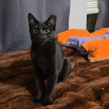 Bombay Cats Available for Adoption - Felix | PetCurious
